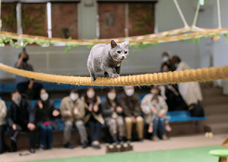 グレー色のネコが綱渡りしている写真