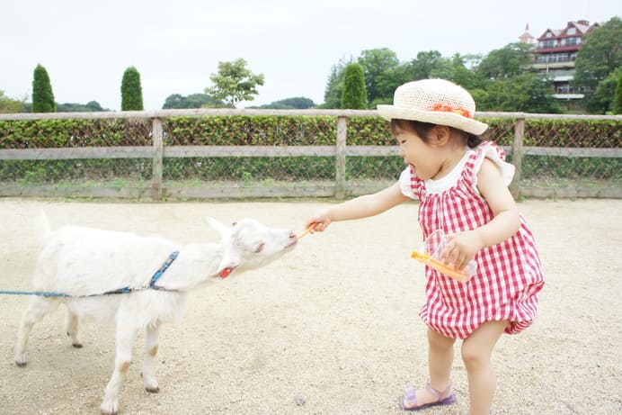 ヤギにエサヤリする少女の写真