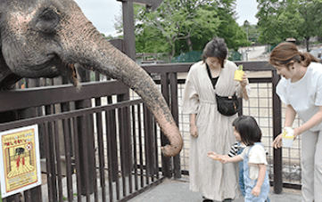 ゾウにえさやりする少女の写真