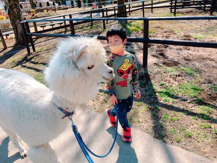 アルパカをひもで散歩中の男の子の写真