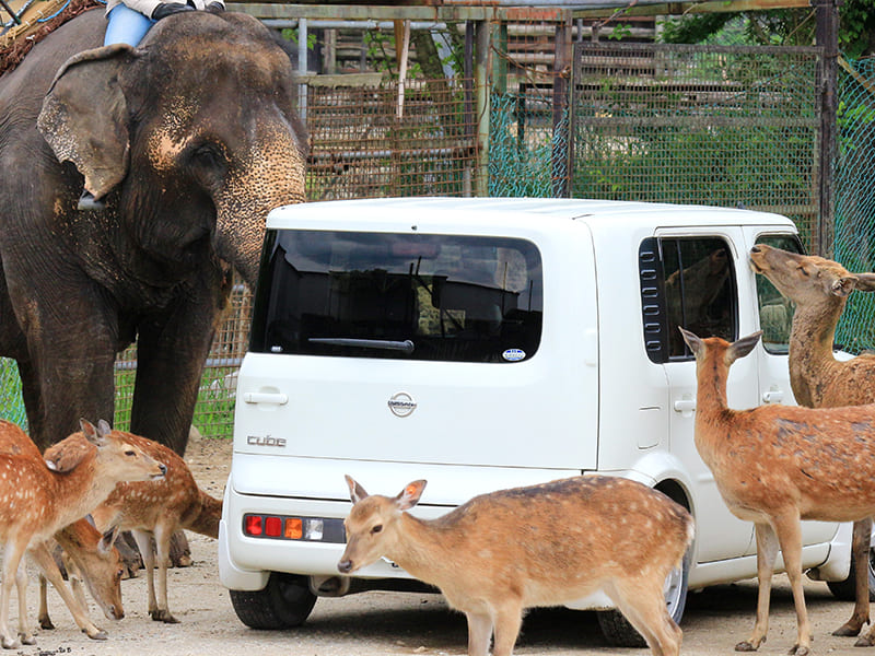 白い車の周りにシカ・ゾウが群れている写真