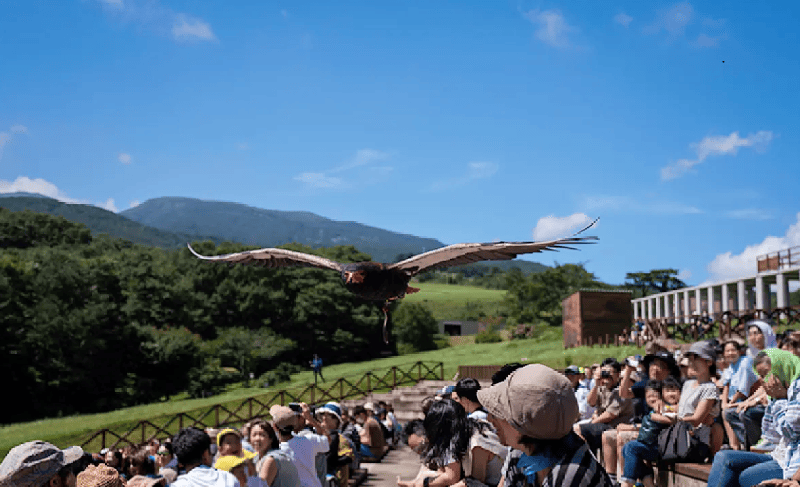 ワシが観客席上空を飛行する写真