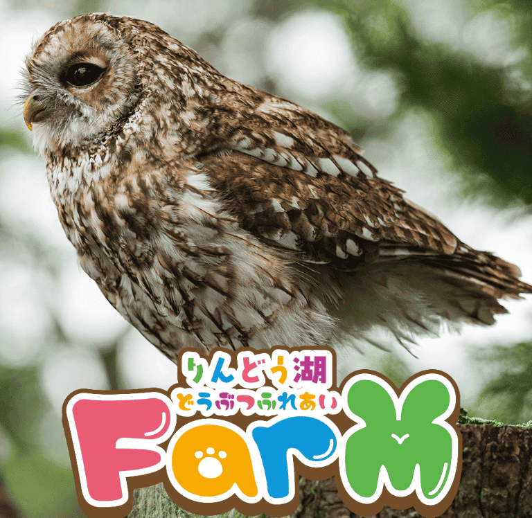 ミミズクの写真