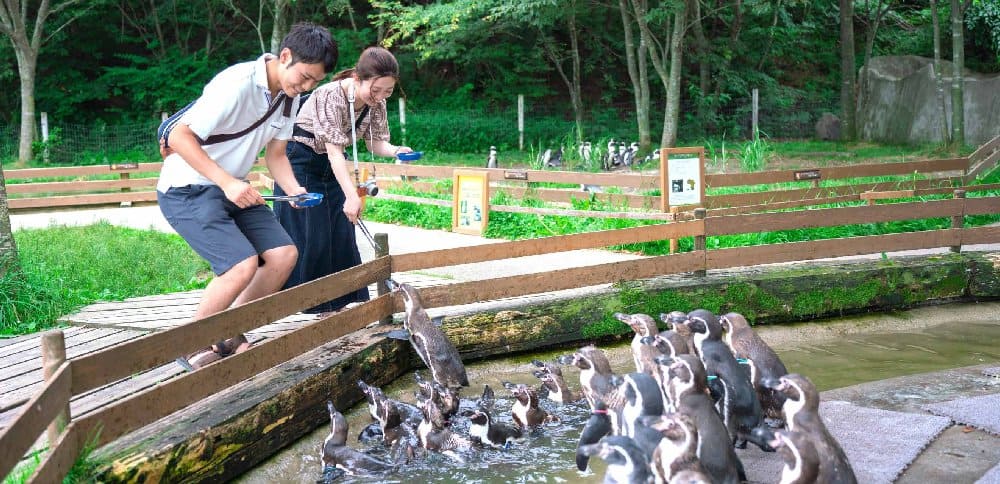ペンギンにえさやりしているカップルの写真
