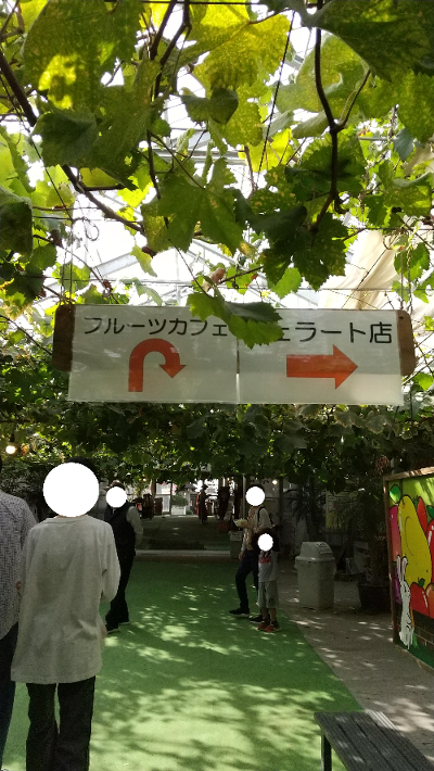 白根グレープガーデンの１号園内の一部を撮影した写真