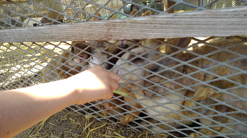 白根グレープガーデンにいるうさぎに金網の向こうからえさやりしている写真