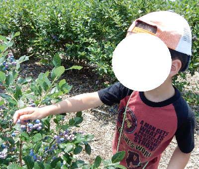 白根グレープガーデンでブルーベリー狩りの食べ放題を楽しむ男の子