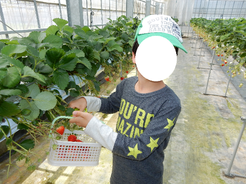 白根グレープガーデンでいちご狩りをする男の子