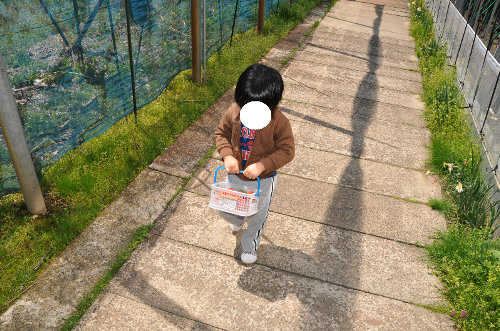 白根グレープガーデンでいちご狩りを終えて、いちごの入ったカゴを両手で持ちながら歩く男の子