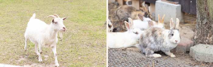白根グレープガーデンにいるヤギとうさぎの写真