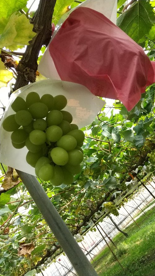 白根グレープガーデンのぶどう狩りでたわわに成っているシャインマスカットの写真