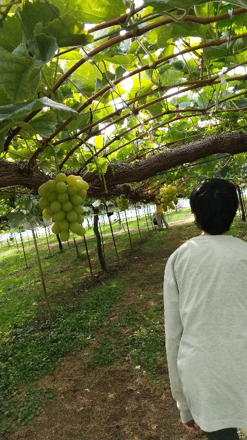 白根グレープガーデンのぶどう狩りでたわわに成っているシャインマスカットの下を歩く男の子の後ろ姿の写真