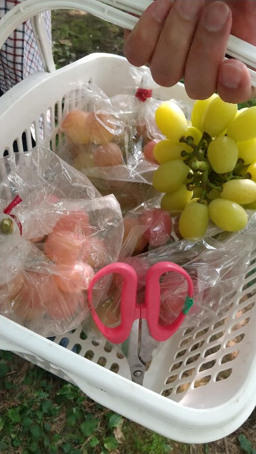 白根グレープガーデンのぶどう狩りでカゴに３種類のぶどうが入った写真