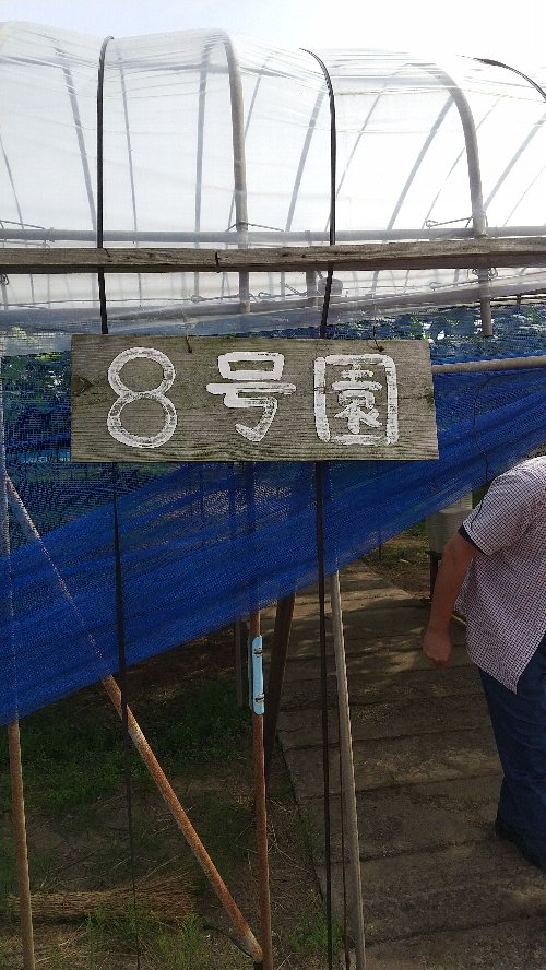 白根グレープガーデンでぶどう狩りが出来るビニールハウス８号園の写真