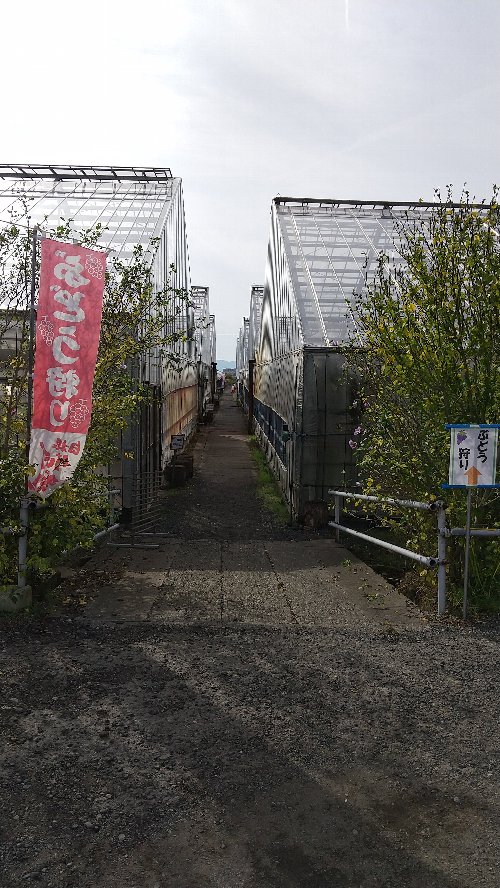 白根グレープガーデンでぶどう狩りが出来るビニールハウスの写真