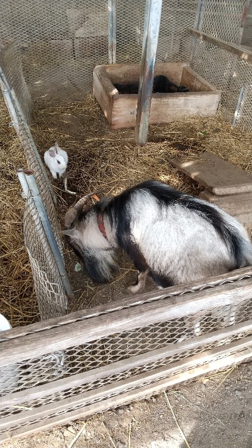 白根グレープガーデンにいるヤギとうさぎの写真