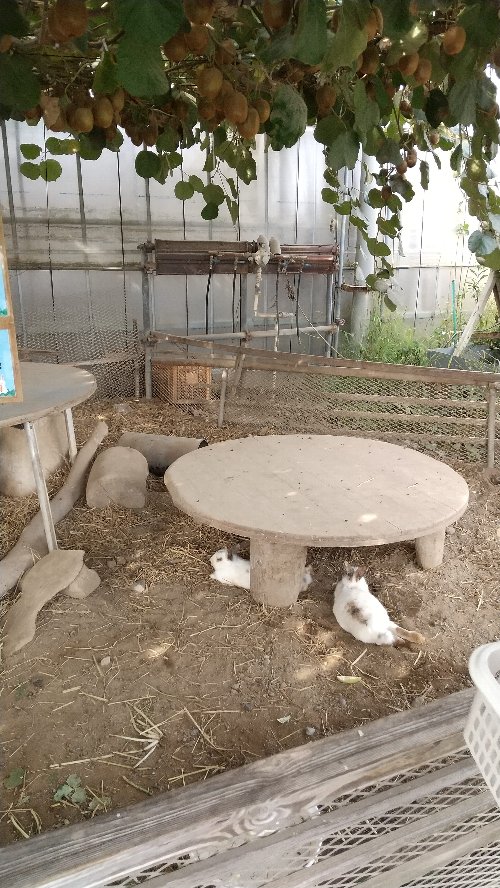 白根グレープガーデンにいるうさぎの写真