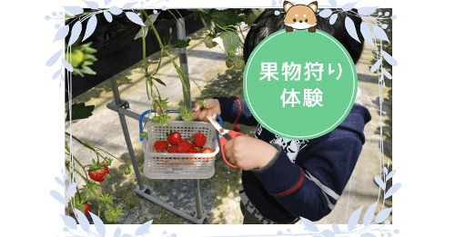 白根グレープガーデンでいちご狩りをする男の子の写真