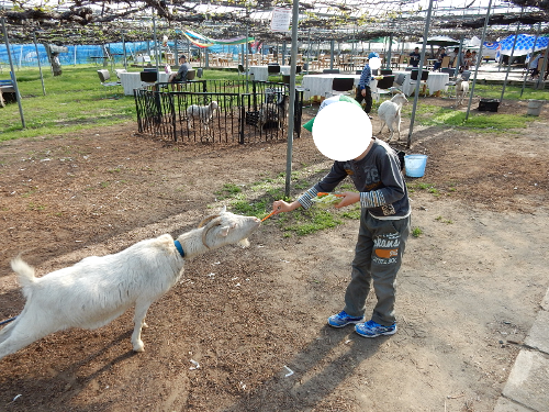 白根グレープガーデンのやぎにえさやりする男の子の写真