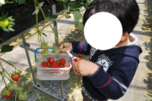 白根グレープガーデンでいちご狩りをする男の子