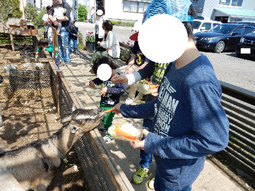 白根グレープガーデンのやぎにえさやりする男の子の写真