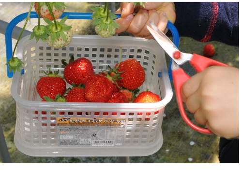白根グレープガーデンで貸し出ししてくれる果物狩り用のカゴと赤いハサミの写真
