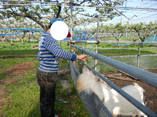 白根グレープガーデンのやぎにえさやりする男の子の写真