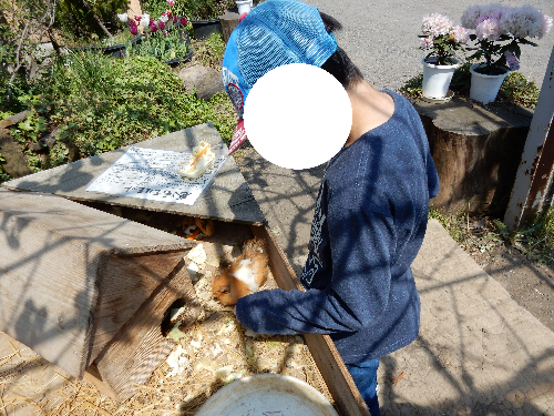 白根グレープガーデンのモルモットにえさやりする男の子の写真