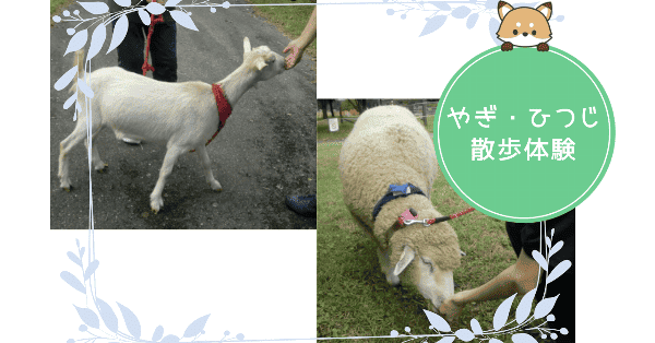 白いヤギの散歩と羊の散歩中にえさやりしている写真