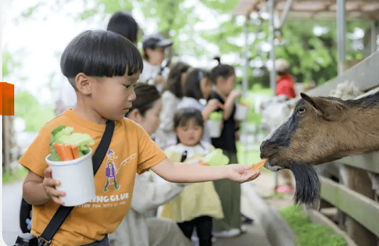 伊香保グリーン牧場　ヤギにえさやり体験する男の子の写真