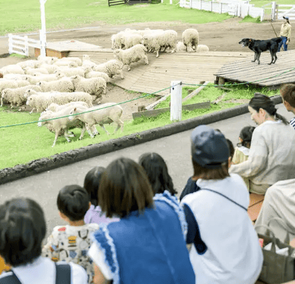 伊香保グリーン牧場　シープドッグ（牧羊犬）ショー　観覧席の写真