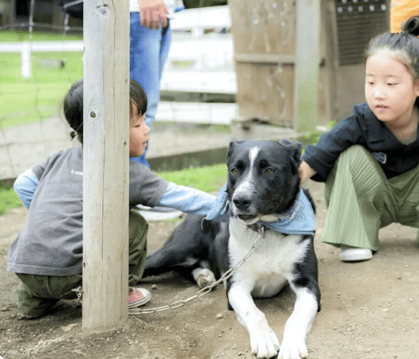 伊香保グリーン牧場　シープドッグ（牧羊犬）ショー後に牧羊犬とのふれあいタイムを楽しむ子ども達の写真
