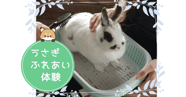 白くて耳だけ黒いうさぎの写真