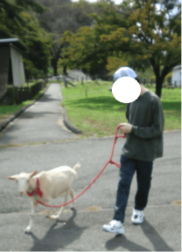 伊香保グリーン牧場　ヤギの散歩をする男の子の写真