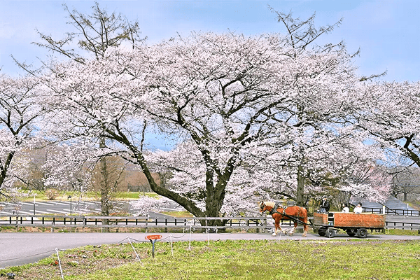 伊香保グリーン牧場　桜並木の道をたくさんの人を乗せた馬車が通過する写真