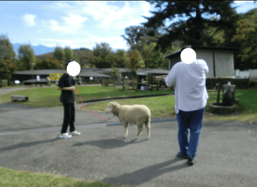 伊香保グリーン牧場　羊の散歩をする男の子と父親の写真