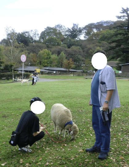 伊香保グリーン牧場　羊が草を食べるのを見ている男の子と父親の写真