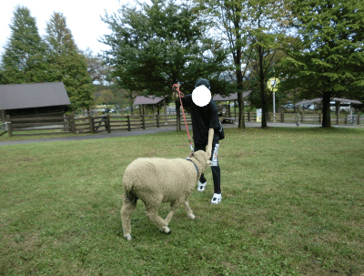伊香保グリーン牧場　羊をヒモで引きながらえさやりする男の子の写真