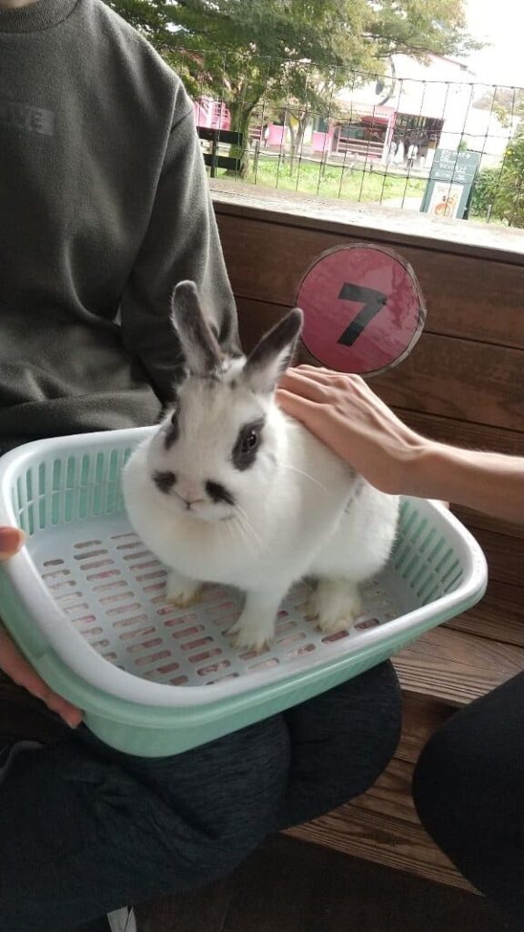伊香保グリーン牧場　うさぎとふれあい中、カゴに乗ったうさぎの背中を撫でている写真