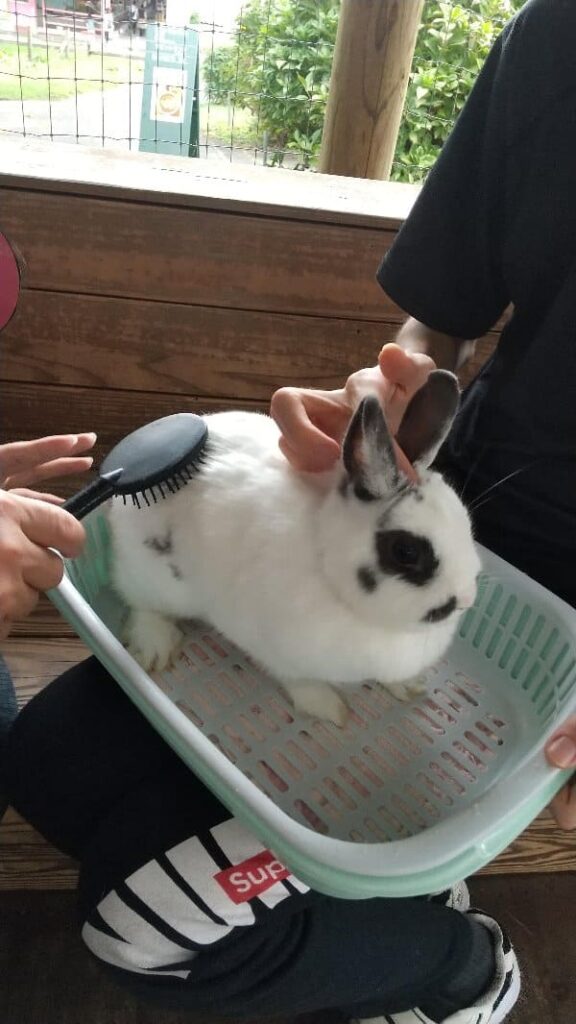 伊香保グリーン牧場　うさぎとふれあい中、カゴに乗ったうさぎをブラシで撫でている写真
