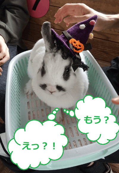 伊香保グリーン牧場　うさぎとふれあい中、カゴに乗ったうさぎの頭に黒のハロウィーン帽子をかぶせている写真