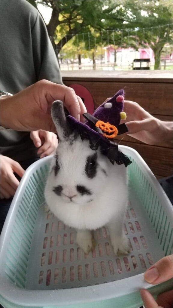 伊香保グリーン牧場　うさぎとふれあい中、カゴに乗ったうさぎの頭に黒のハロウィーン帽子をかぶせている写真