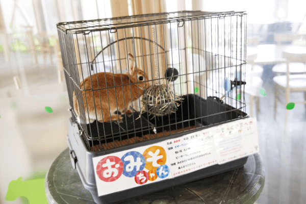 ゲージの中に茶のうさぎが入っている写真