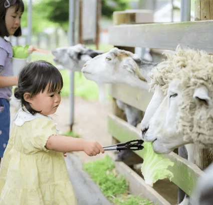 伊香保グリーン牧場　羊にえさやり体験する幼い女の子の写真
