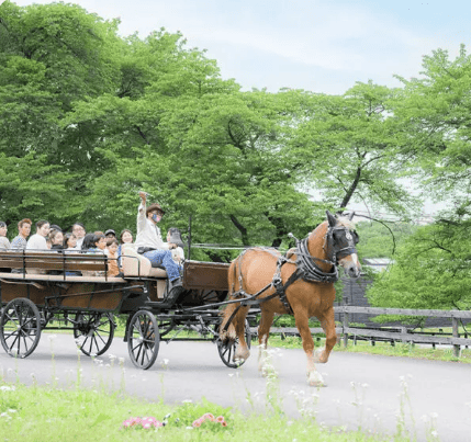 伊香保グリーン牧場　緑あふれる道をたくさんの人を乗せた馬車が通過する写真