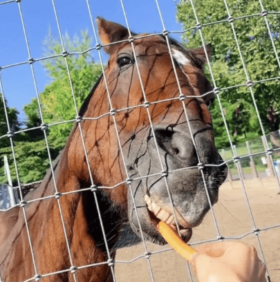茶色い馬が人参を柵越しに食べようとしている写真